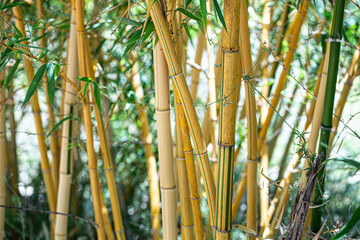 Obraz premium Bamboo at batonic garden