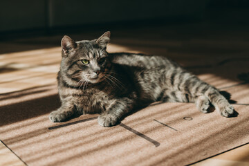 A handsome adult short-haired striped cat without breed lies on the floor at home in the sun.