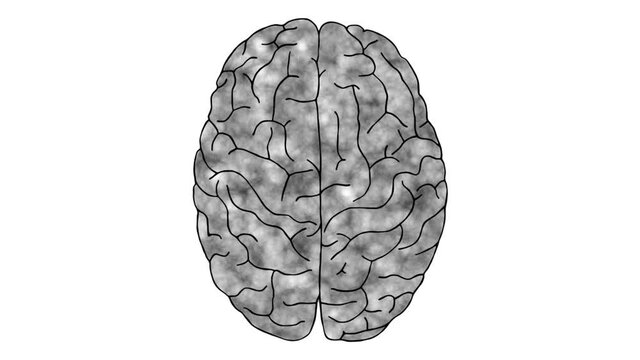 Human brain animation on white background