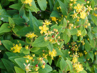 Hypericum androsaemum | Millepertuis androsème ou androsème officinal à inflorescence...