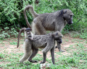 Family of baboon monkeys moves across the Savannah
