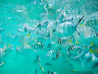 Fischschwarm vor Mahé auf den Seychellen
