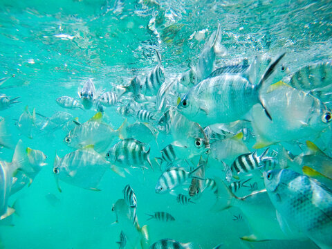 Fischschwarm vor Mah&eacute; auf den Seychellen