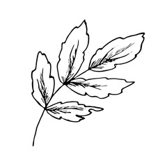 Stylized leaf of a tree.Botanical vector illustration.Drawing ink in the style of Doodle. Isolated object on a white background. Decorative elements for spring and summer design, wedding.