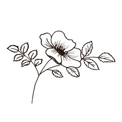 Rosehip. Botanical vector illustration. Ink drawing in Doodle style. Isolated object on a white background. Decorative element for spring and summer design, wedding, vignettes.