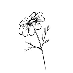 Botanical vector illustration of a chamomile. Ink drawing in Doodle style. Isolated object on a white background. Decorative element for spring and summer design, wedding, vignettes.