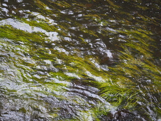 Wasserpflanzen in der Wümme