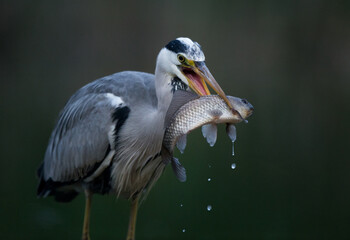 Grey heron hunting fish