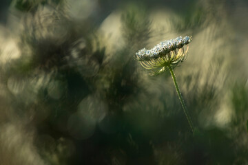 Atardecer con flor de la zanahoria silvestre, a contraluz