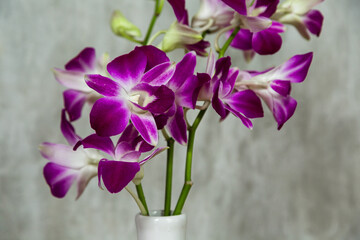 Purple Orchid is in a white vase on a gray background