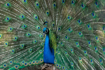 Obraz premium Peacock outlining next to chickens