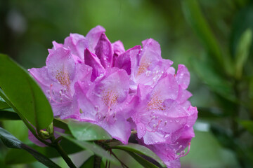 Purple Azaleas in the sunshine