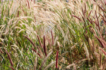 Pennisetum or furry fountain grass, beautiful enchanted movement in vibrant light, romantic countryside meadow.