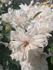 Fototapeta na wymiar bouquet of white flowers
