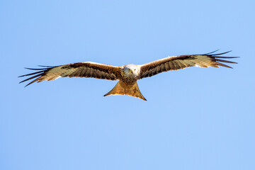 Rotmilan (lat.: Milvus Milvus, engl:: red kite) in Deutschland (Hessen)