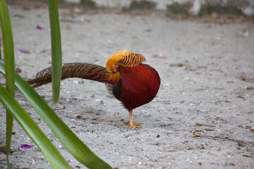 Colorful Chinese Pheasant