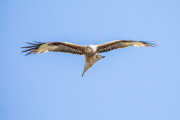 Rotmilan (lat.: Milvus Milvus, engl:: red kite) in Deutschland (Hessen)