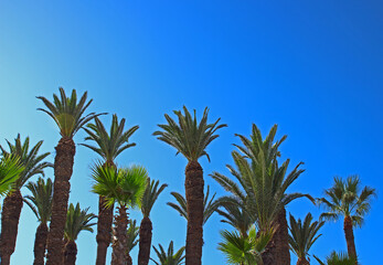 Bottom view of young date palm trees on bright blue sky background