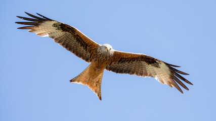 Rotmilan (lat.: Milvus Milvus, engl:: red kite) in Deutschland (Hessen)