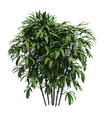 Nature object bush  tree isolated  white background