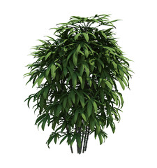 Nature object bush  tree isolated  white background