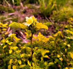 Beautiful queensland hemp ornamental flower plant