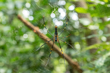  Nephila pilipes Spider
