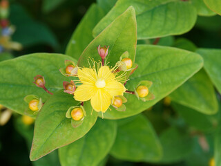 Hypericum androsaemum | Millepertuis androsème ou androsème officinal à baies rouge-marron,...