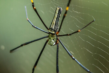  Nephila pilipes Spider