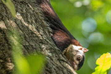 Grizzled giant squirrel