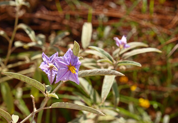 Purple flowers on a flowering plant in the Solanaceae (or nightshades) family