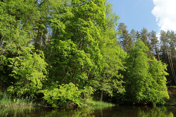 Czarna Hancza is the largest river of the Suwalki Region in Augustow Primeval Forest in Poland