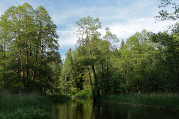 Fototapeta na wymiar Czarna Hancza is the largest river of the Suwalki Region in Augustow Primeval Forest in Poland