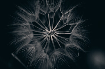 Dandelion close-up