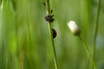 A lady bug climbing a stem of vegetation