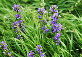 lavender flowers in the field