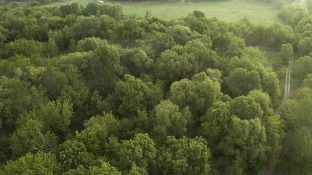 360 degree Panorama of forest thickets next to the misty river at dawn. Drone flight over the morning natural park in summer in foggy weather.