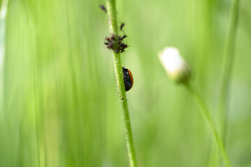 A lady bug climbing a stem of vegetation