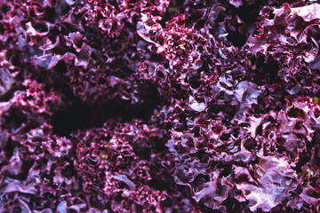 purple lettuce lollo rosso texture