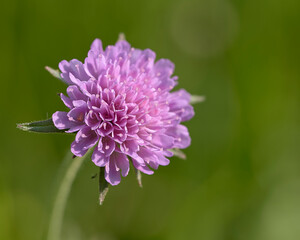 wild flowers on the hills of the mountain in italy