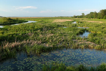 Swamp and pond in Biebrza National Park, Poland