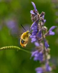 A hawk moth eating from a A colorful meadow sage in the field