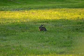 Hare in Biebrza National Park, Poland
