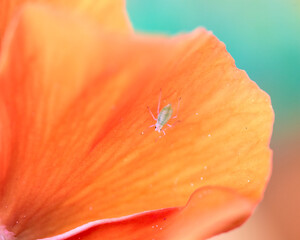 A microscopic bug infesting domestic flowers