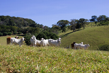 Nelore at sun in the pasture of a farm in Brazil. Livestock concept. Cattle for fattening. Agriculture.