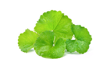 Group of Gotu kola (Centella asiatica) leaves with water droplets  isolated on white background....
