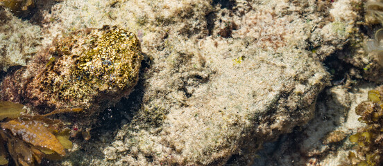 Fototapeta na wymiar Panorama shot of a Dangerous Stone Fish close up at the Beach 