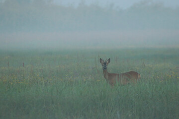 Doe in the grass in Biebrza National Park, Poland