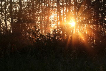 Sunrise in the forest in Biebrza National Park, Poland