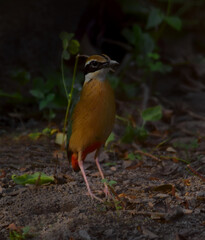 indian pitta bird in food searching